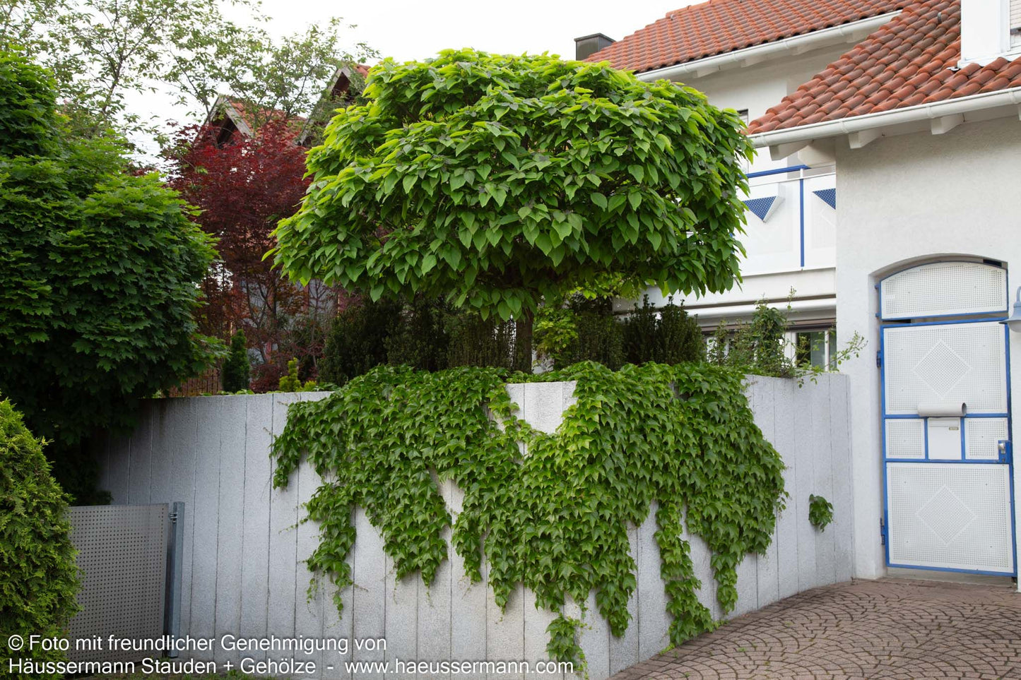 Kugel-Trompetenbaum 'Nana' (Catalpa bignonioides)