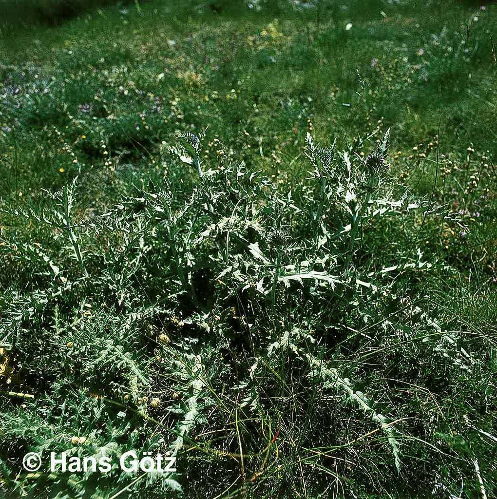 Kugeldistel (Echinops ritro)