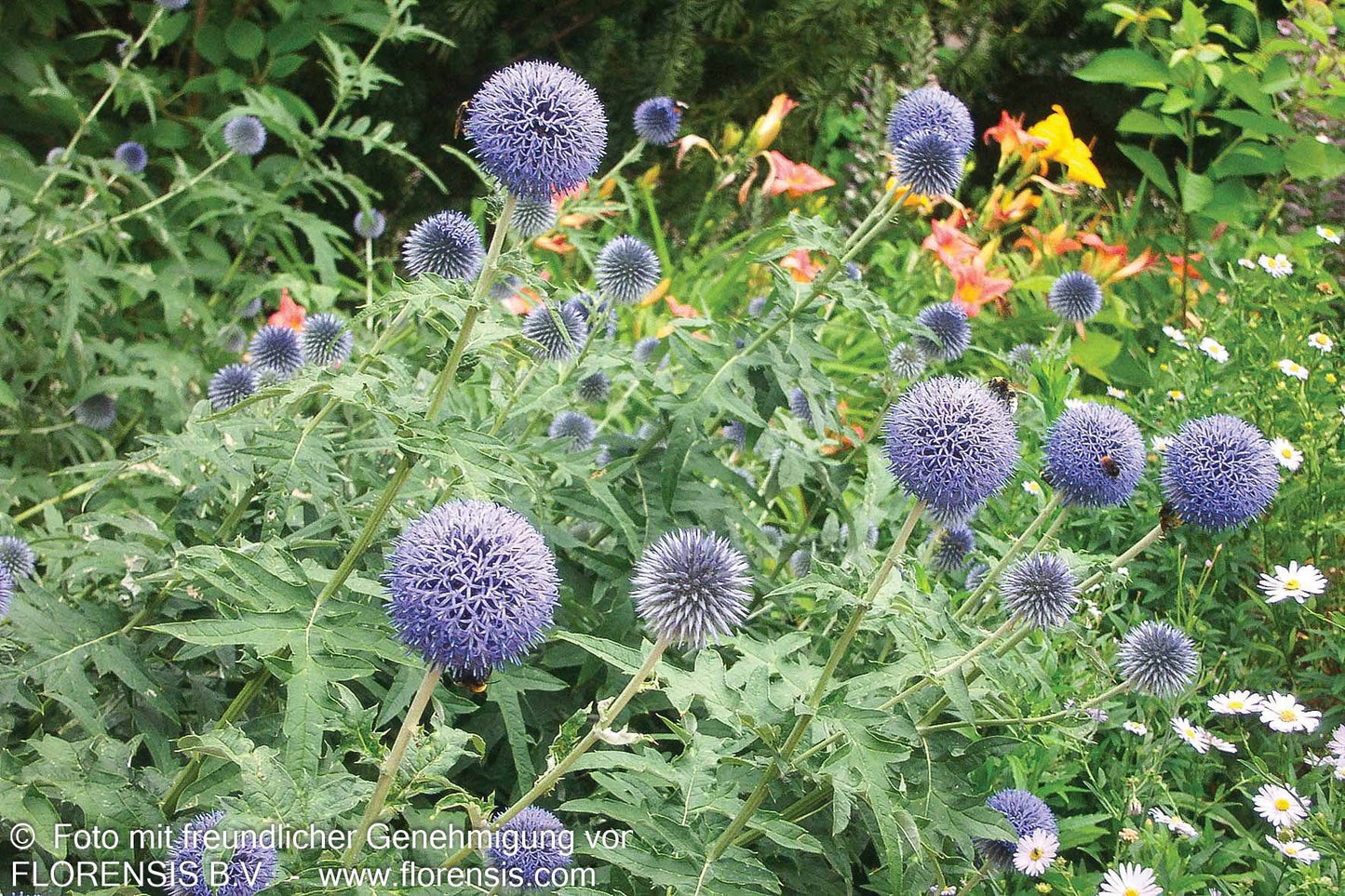 Kugeldistel (Echinops ritro)
