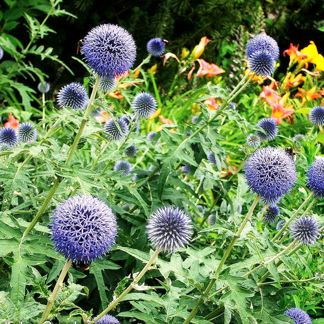 Kugeldistel (Echinops ritro)