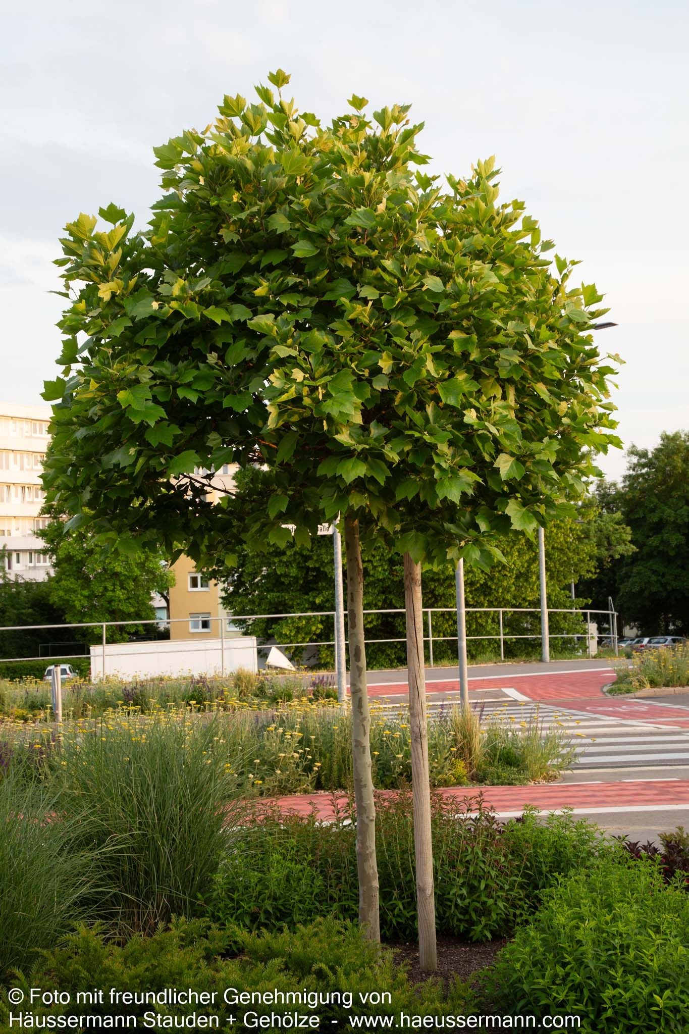 Kugelförmige Platane 'Alphens Globe' (Platanus x hispanica)