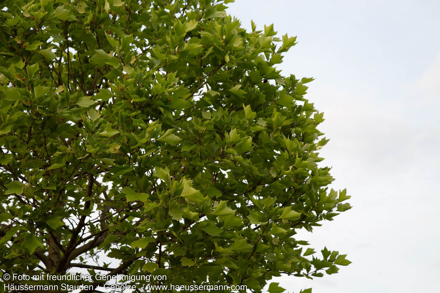 Kugelförmige Platane 'Alphens Globe' (Platanus x hispanica)
