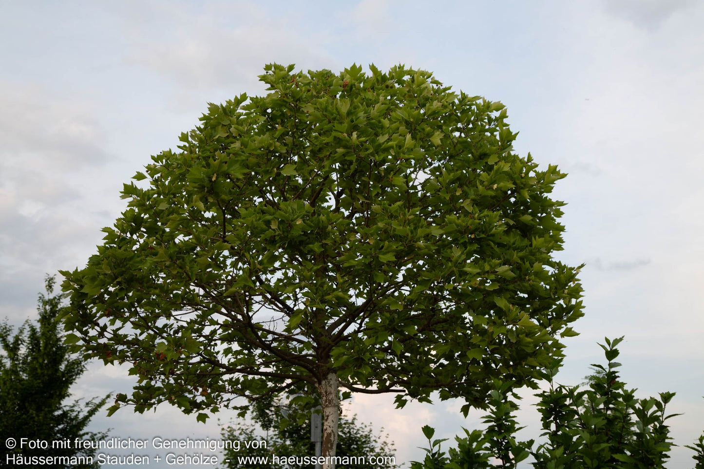 Kugelförmige Platane 'Alphens Globe' (Platanus x hispanica)
