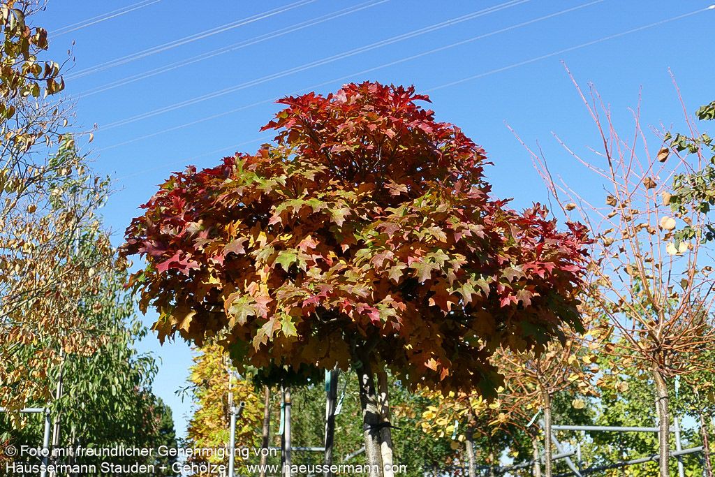Kugelförmige Sumpf-Eiche 'Green Dwarf' (Quercus palustris)