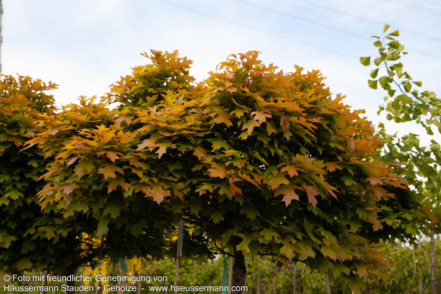 Kugelförmige Sumpf-Eiche 'Green Dwarf' (Quercus palustris)