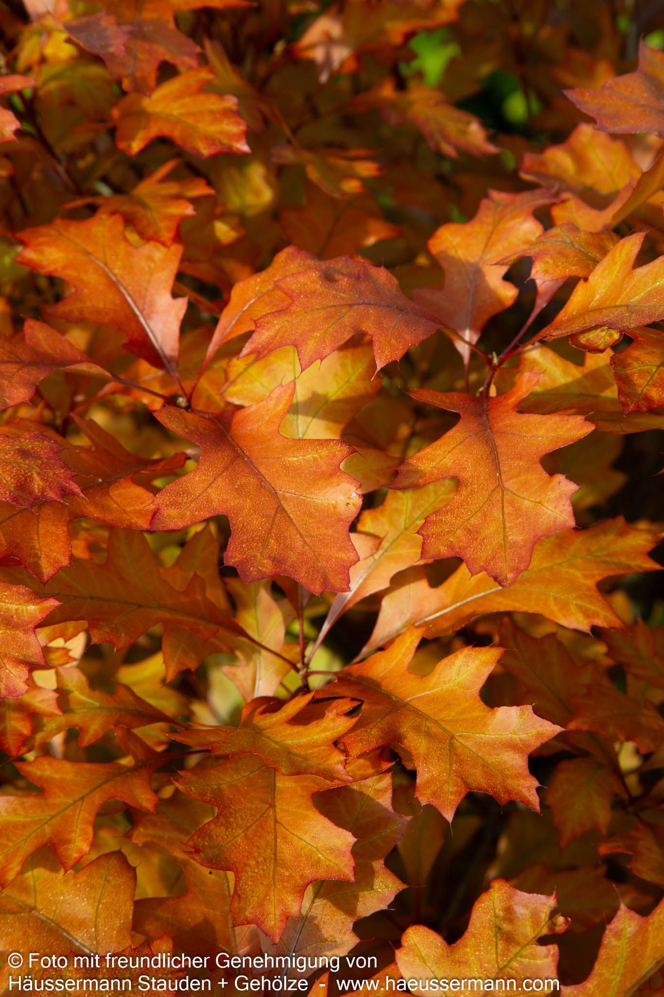 Kugelförmige Sumpf-Eiche 'Green Dwarf' (Quercus palustris)