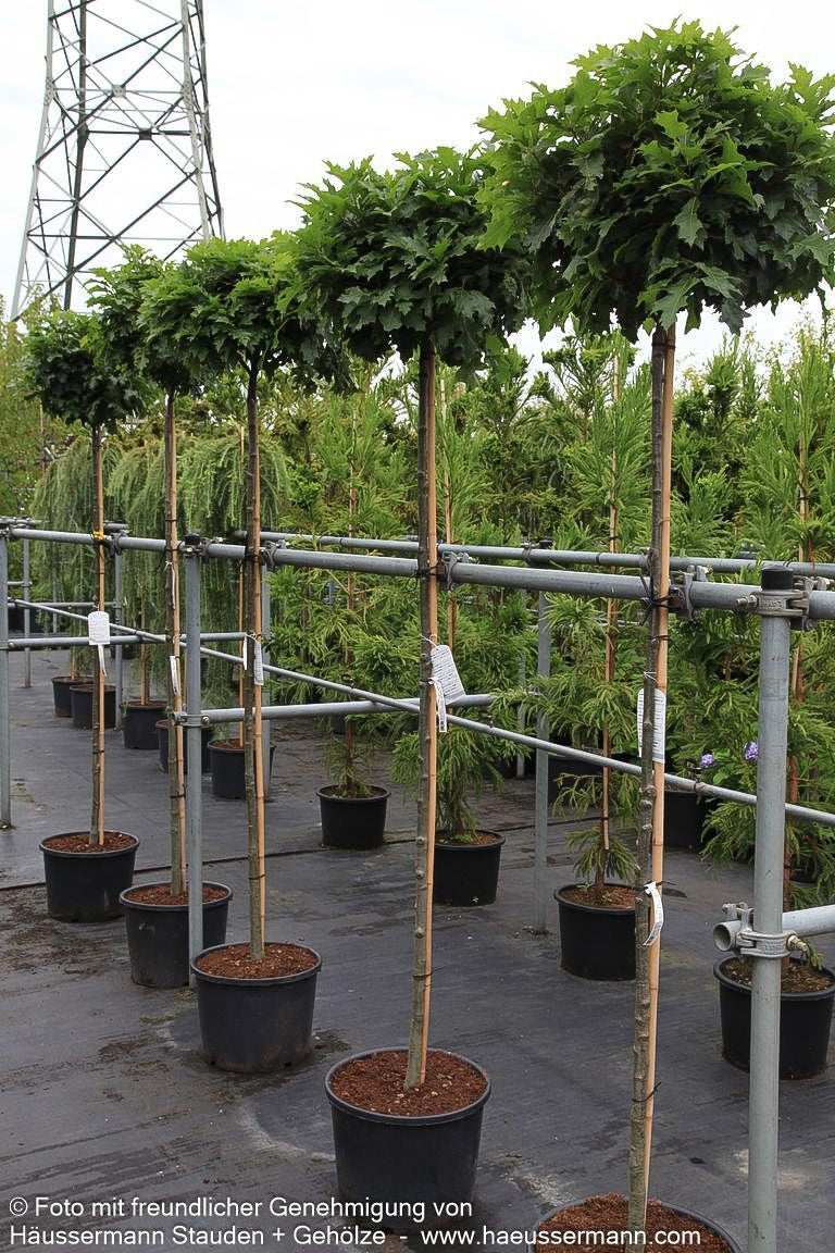 Kugelförmige Sumpf-Eiche 'Green Dwarf' (Quercus palustris)