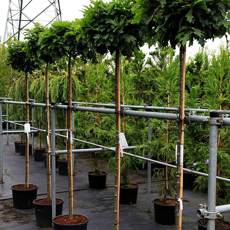 Kugelförmige Sumpf-Eiche 'Green Dwarf' (Quercus palustris)