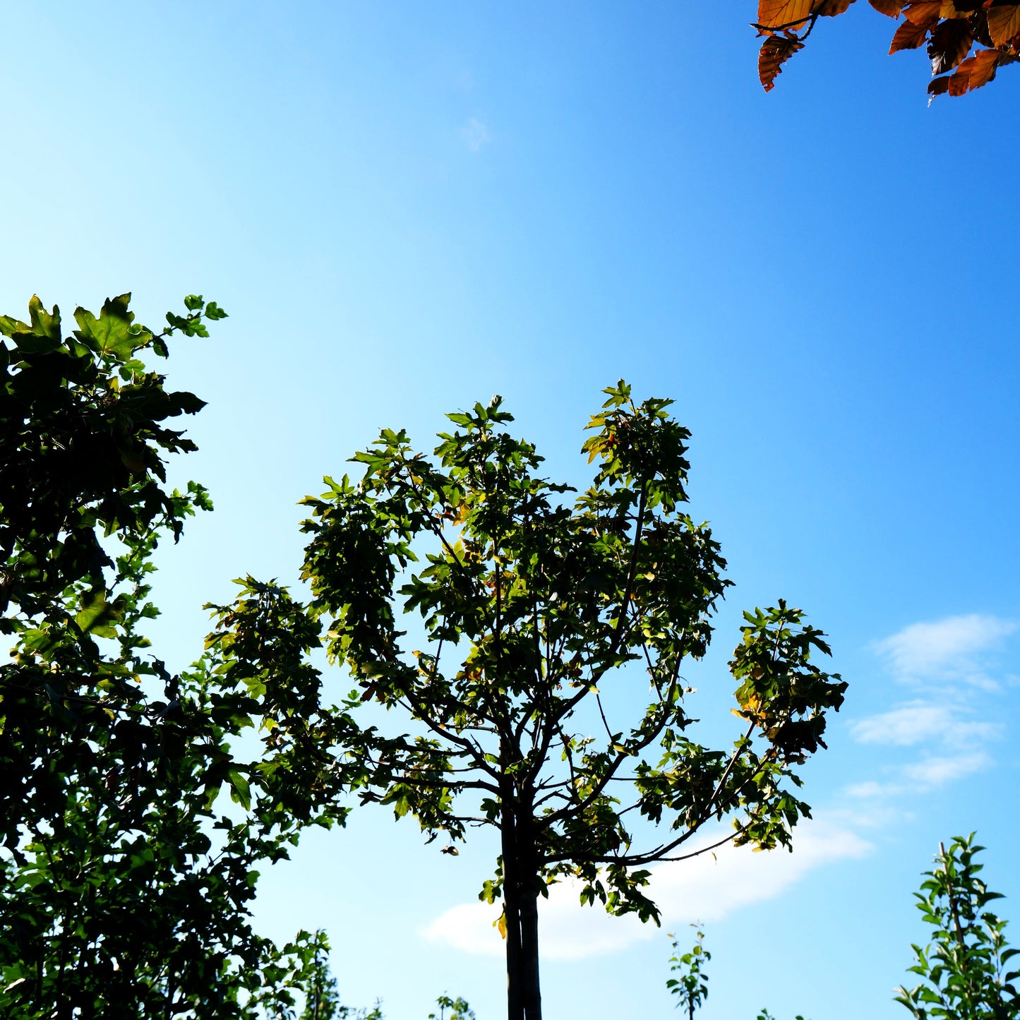 Kugelförmiger Feld-Ahorn 'Anny's Globe' (Acer campestre)