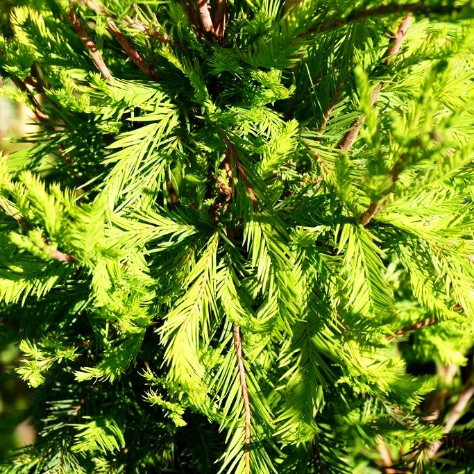 Kugelige Sumpfzypresse 'Cody's Feathers' (Taxodium distichum)