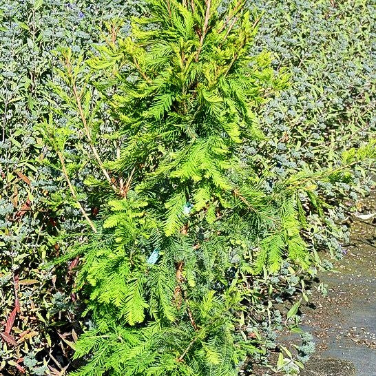 Kugelige Sumpfzypresse 'Cody's Feathers' (Taxodium distichum)
