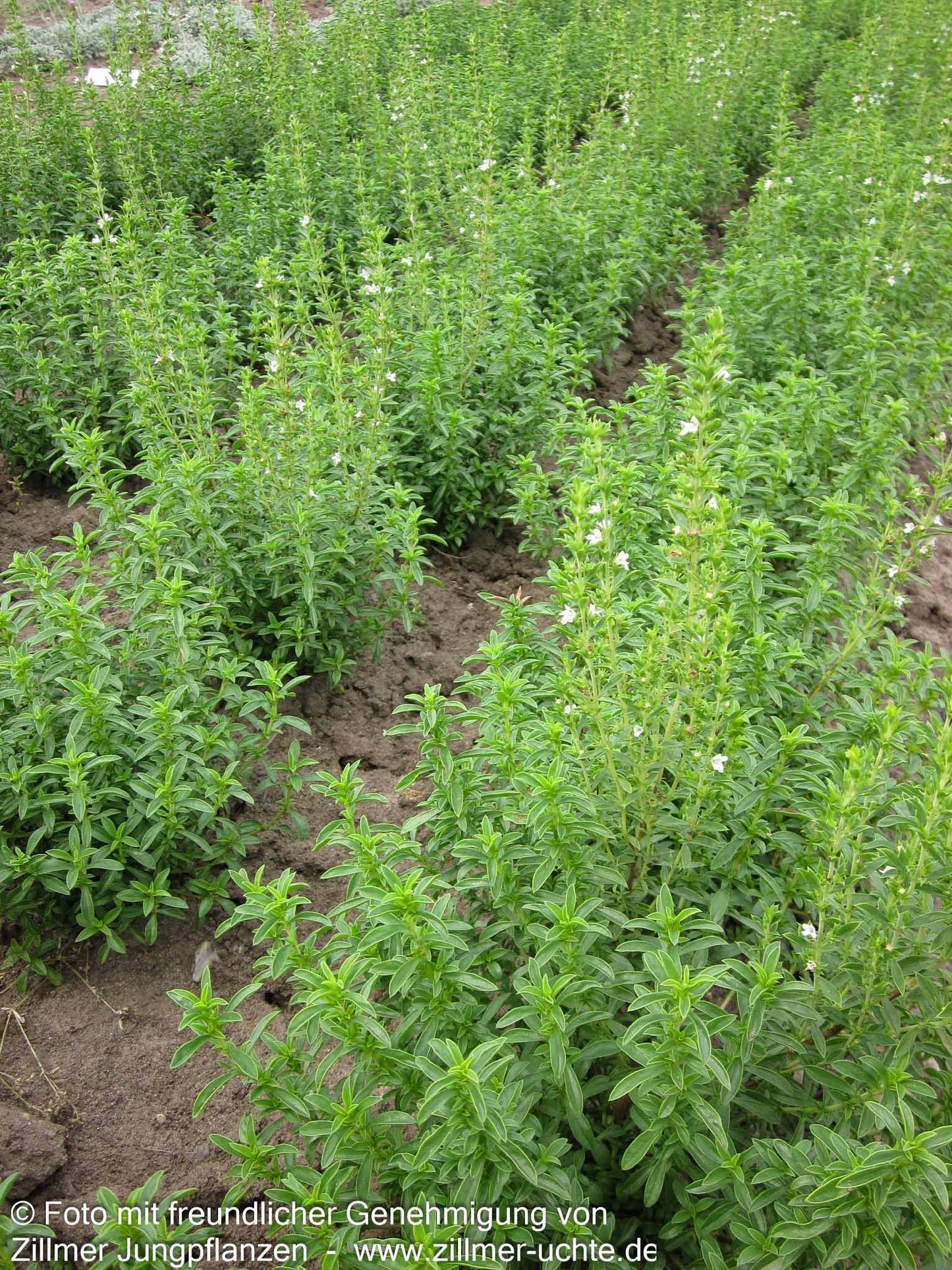Kugeliges Berg-Bohnenkraut 'Aromakugel' (Satureja montana)