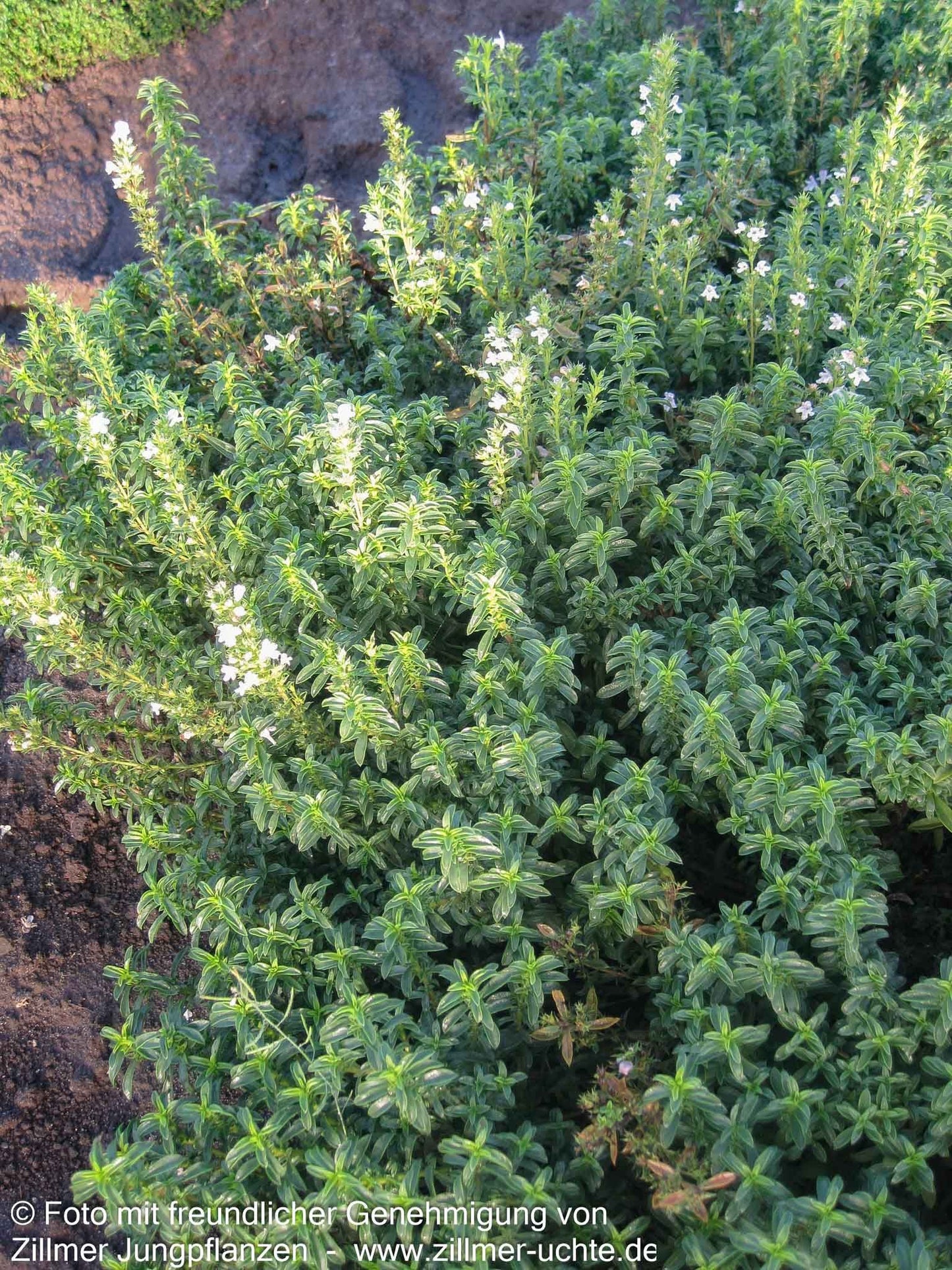 Kugeliges Berg-Bohnenkraut 'Aromakugel' (Satureja montana)