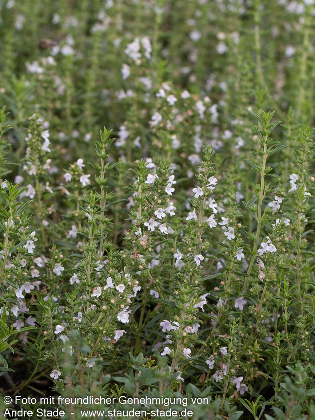 Kugeliges Berg-Bohnenkraut 'Aromakugel' (Satureja montana)