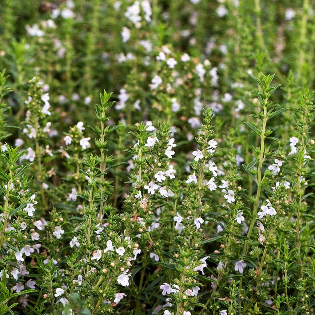 Kugeliges Berg-Bohnenkraut 'Aromakugel' (Satureja montana)