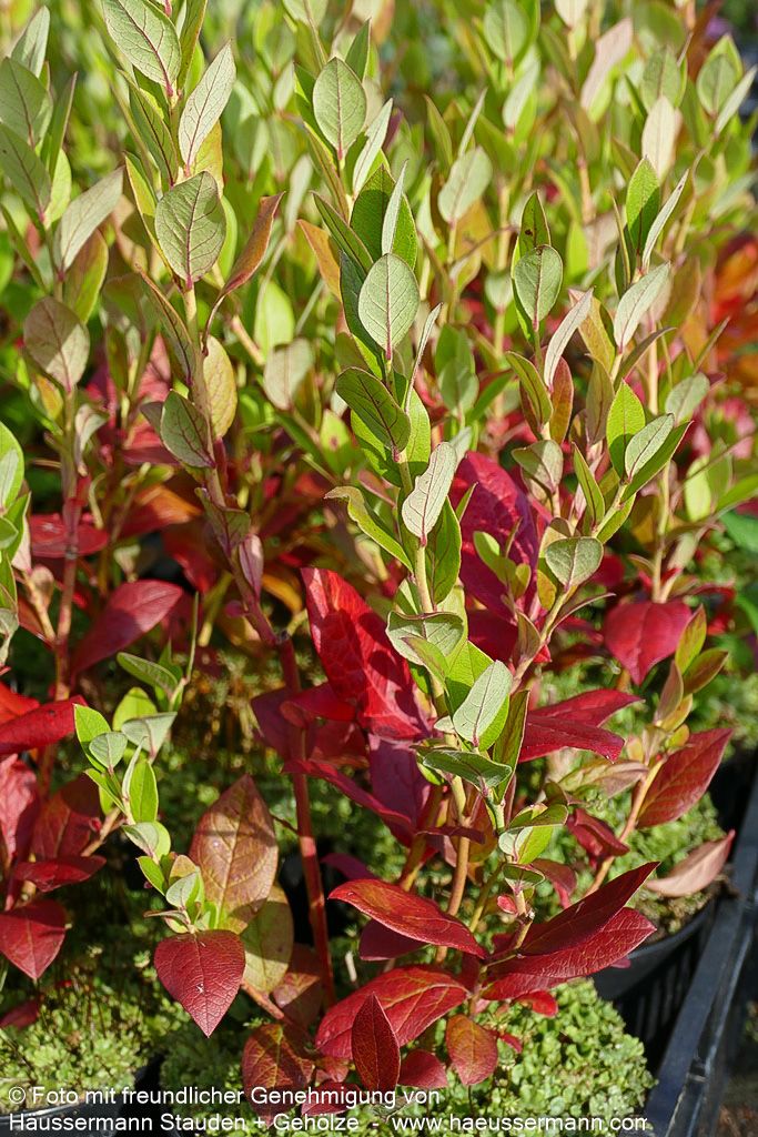 Kulturheidelbeere 'Bluecrop' (Vaccinium corymb.)