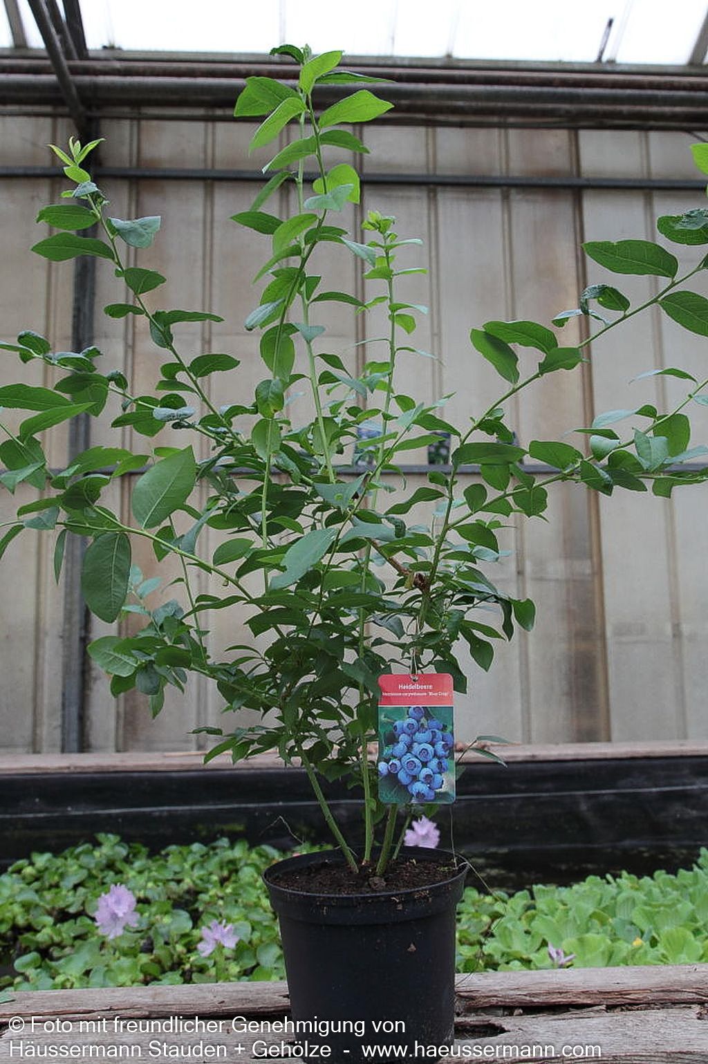Kulturheidelbeere 'Bluecrop' (Vaccinium corymb.)