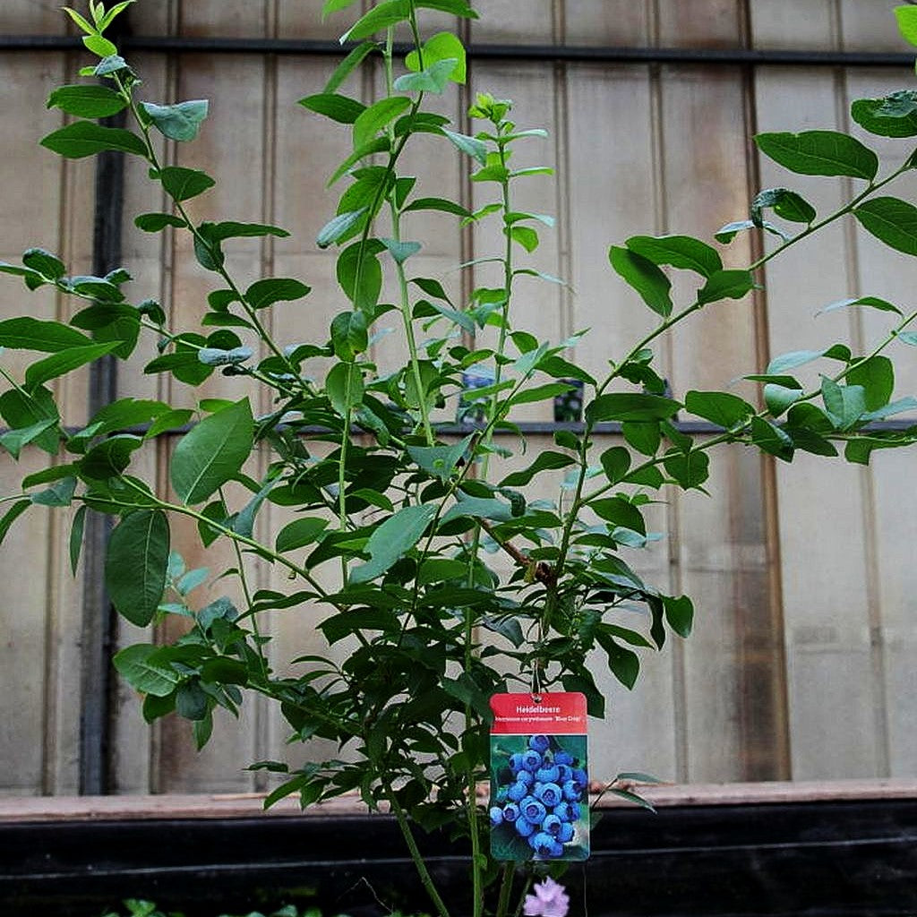 Kulturheidelbeere 'Bluecrop' (Vaccinium corymb.)