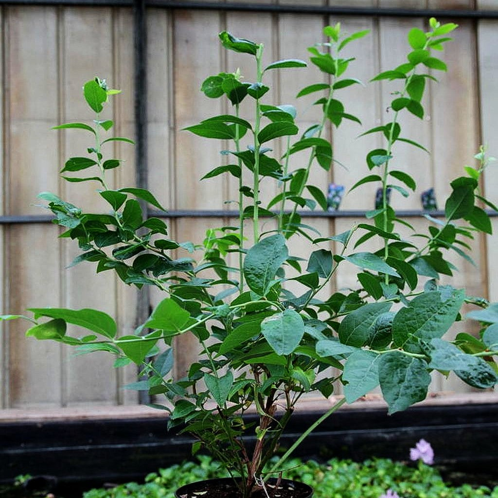 Kulturheidelbeere 'Brigitta' (Vaccinium corymb.)
