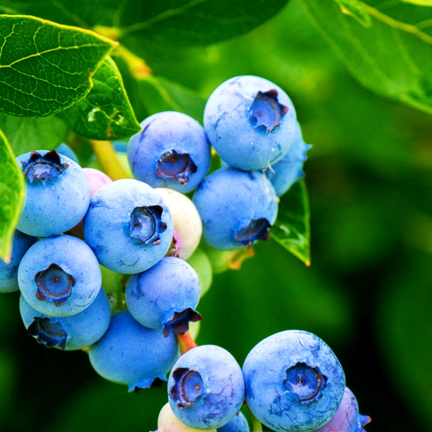 Kulturheidelbeere 'Duke' (Vaccinium corymb.)
