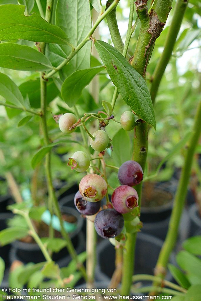 Kulturheidelbeere 'Goldtraube' (Vaccinium corymb.)