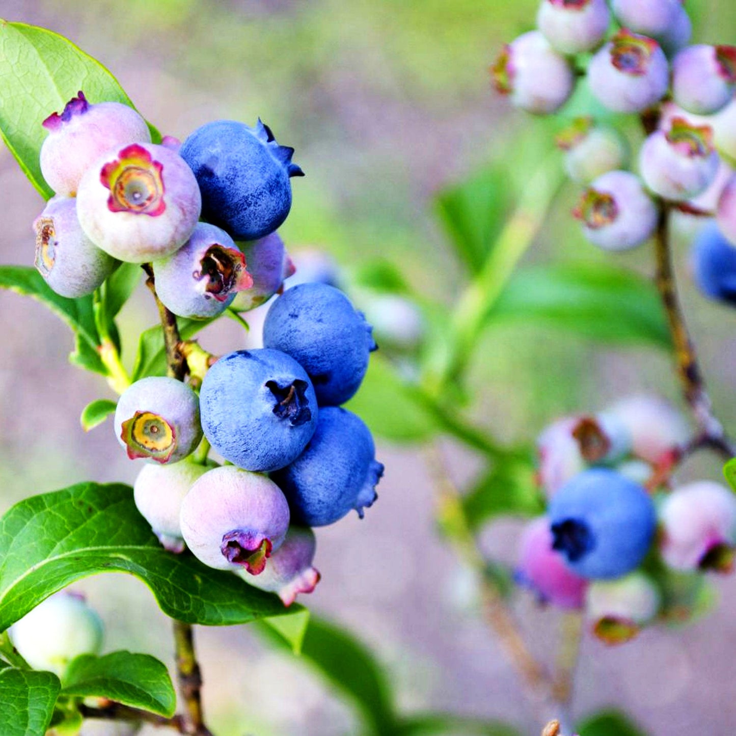 Kulturheidelbeere 'Patriot' (Vaccinium corymb.)