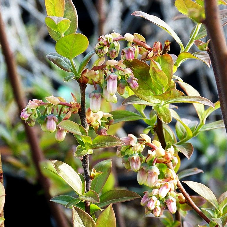 Kulturheidelbeere 'Reka' (Vaccinium corymb.)