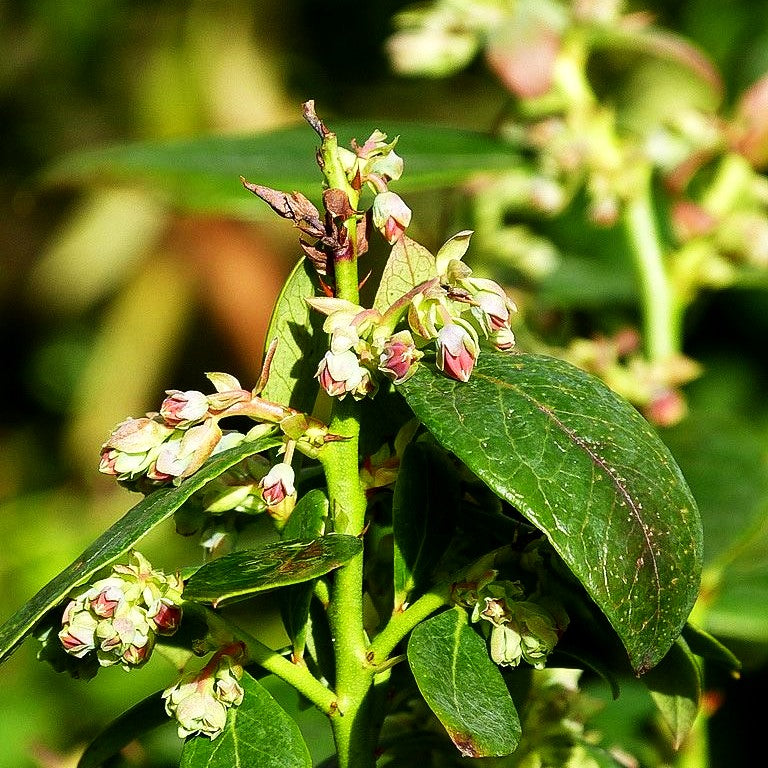 Kulturheidelbeere 'Sunshine Blue' (Vaccinium corymb.)