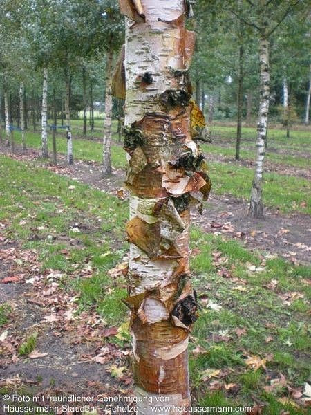 Kupfer-Birke 'Fascination' (Betula albosinensis)