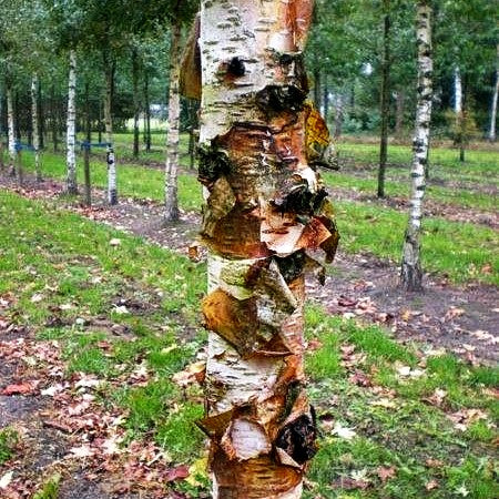 Kupfer-Birke 'Fascination' (Betula albosinensis)
