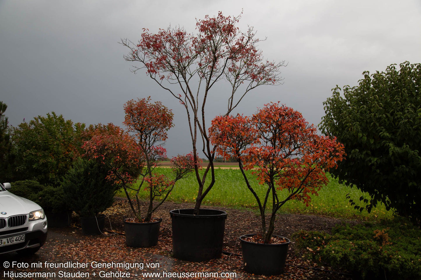 Kupfer-Felsenbirne (Amelanchier lamarckii)