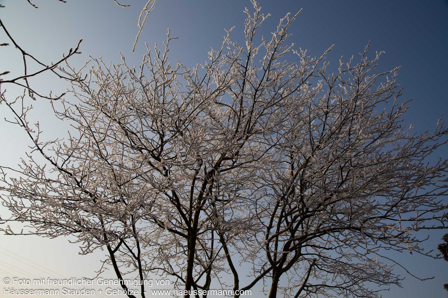 Kupfer-Felsenbirne (Amelanchier lamarckii)