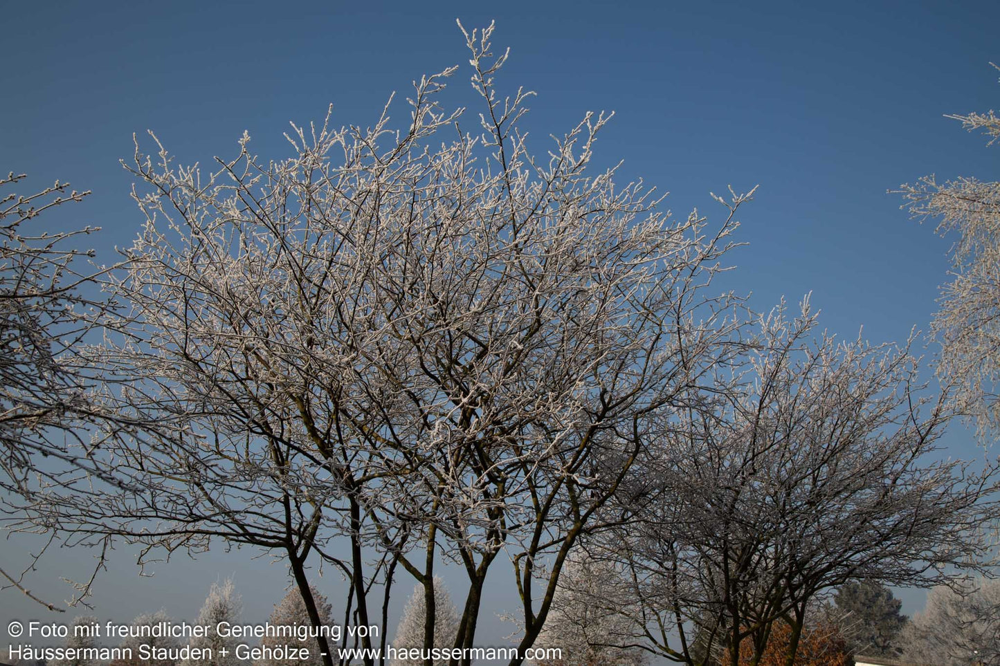 Kupfer-Felsenbirne (Amelanchier lamarckii)