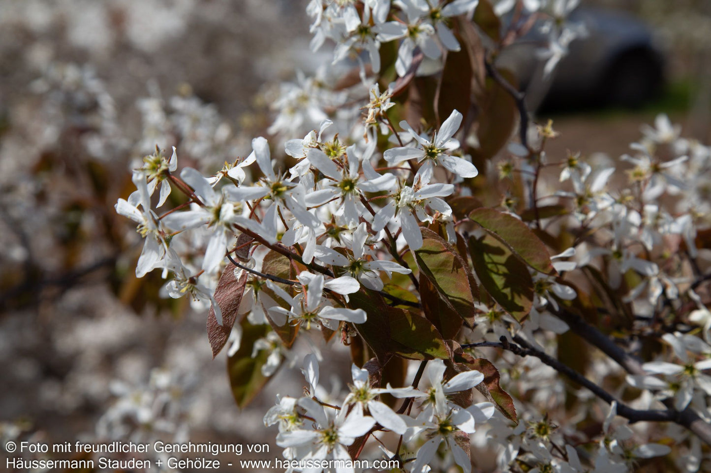 Kupfer-Felsenbirne (Amelanchier lamarckii)