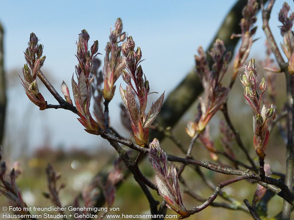 Kupfer-Felsenbirne (Amelanchier lamarckii)