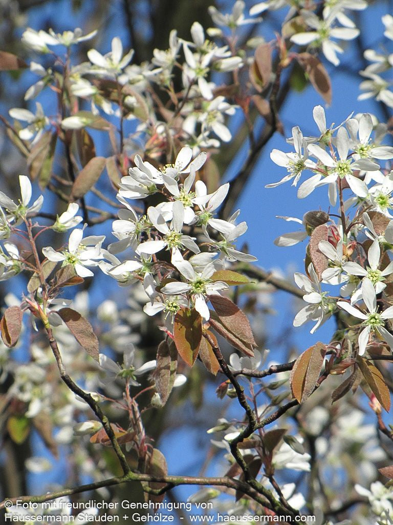 Kupfer-Felsenbirne (Amelanchier lamarckii)