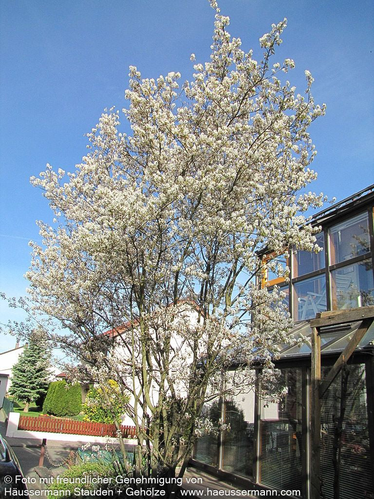 Kupfer-Felsenbirne (Amelanchier lamarckii)