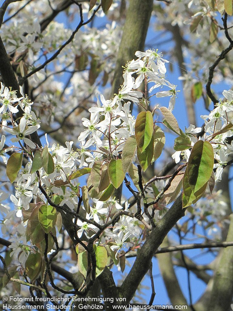 Kupfer-Felsenbirne (Amelanchier lamarckii)
