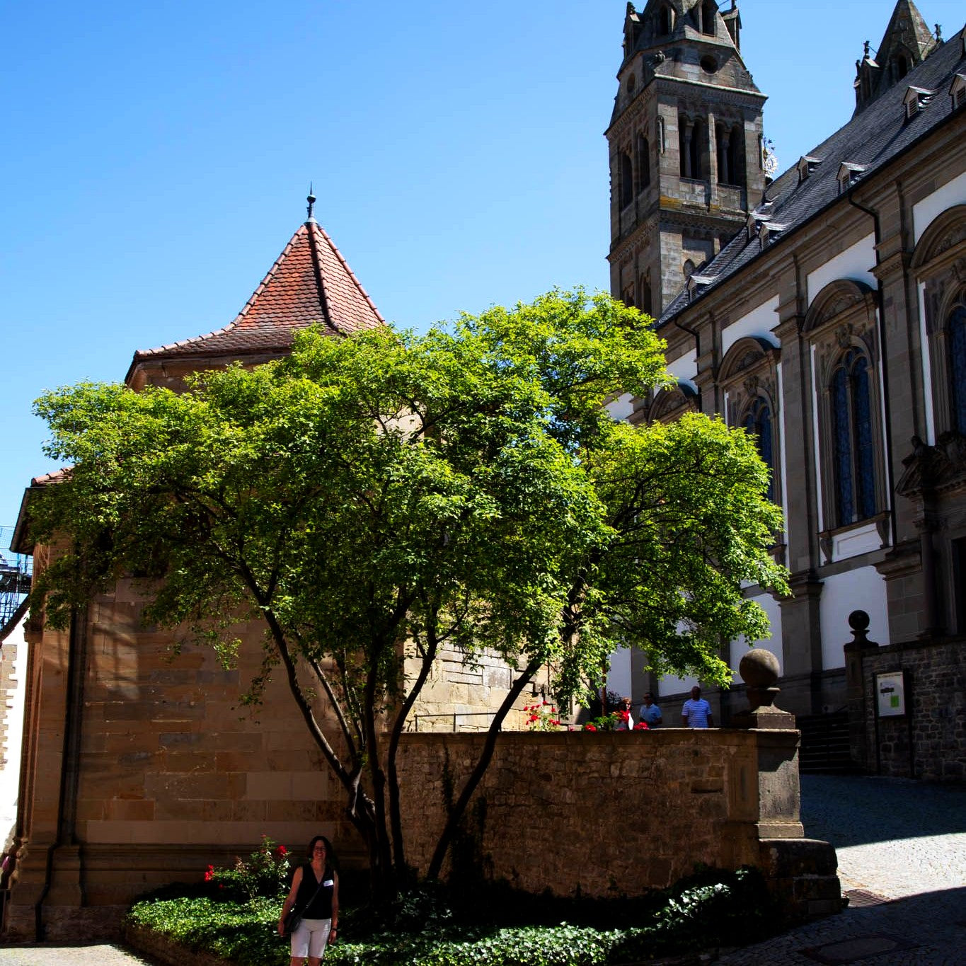 Kupfer-Felsenbirne (Amelanchier lamarckii)