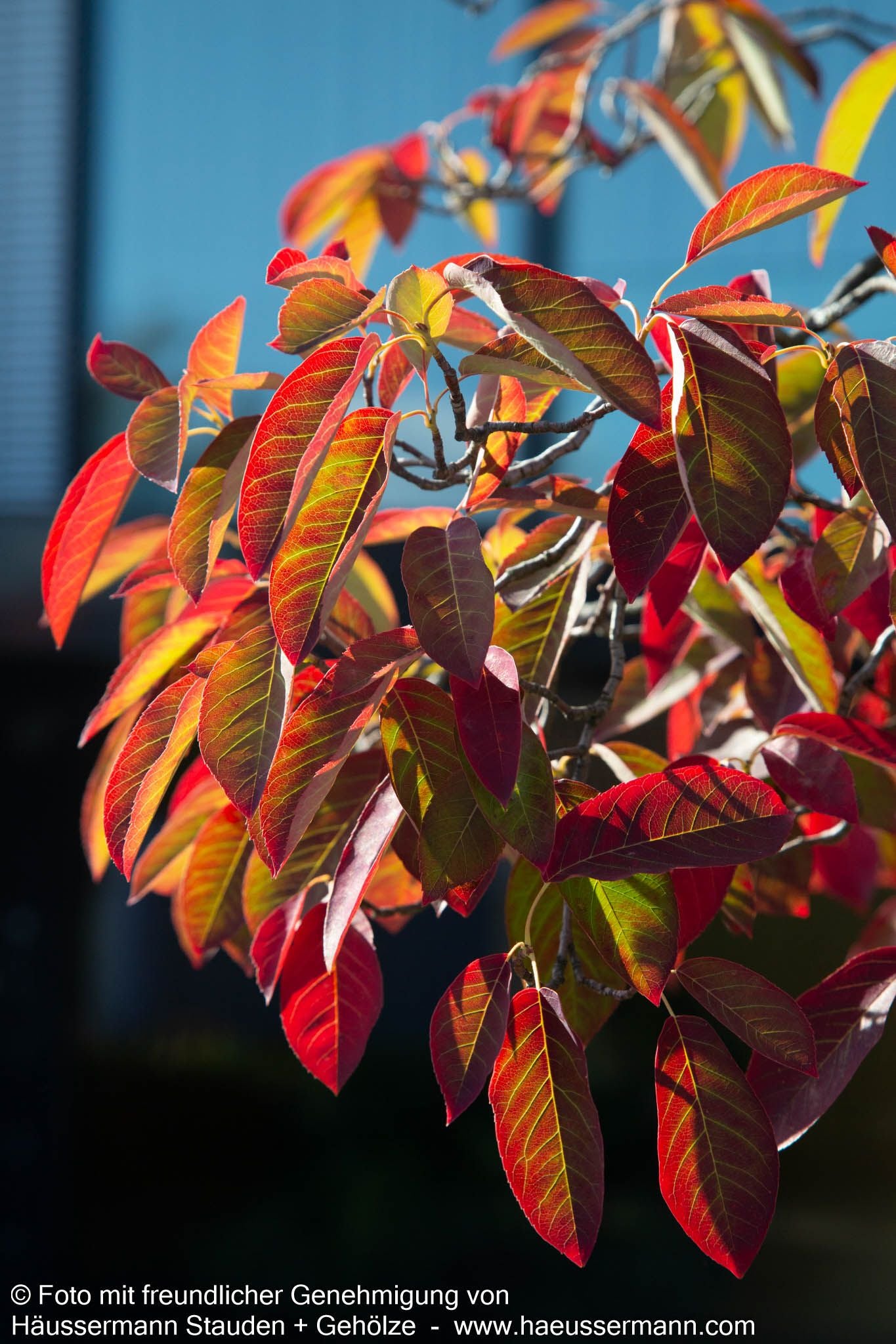 Kupfer-Felsenbirne (Amelanchier lamarckii)