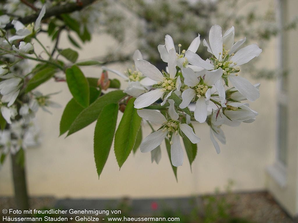 Kupfer-Felsenbirne (Amelanchier lamarckii)