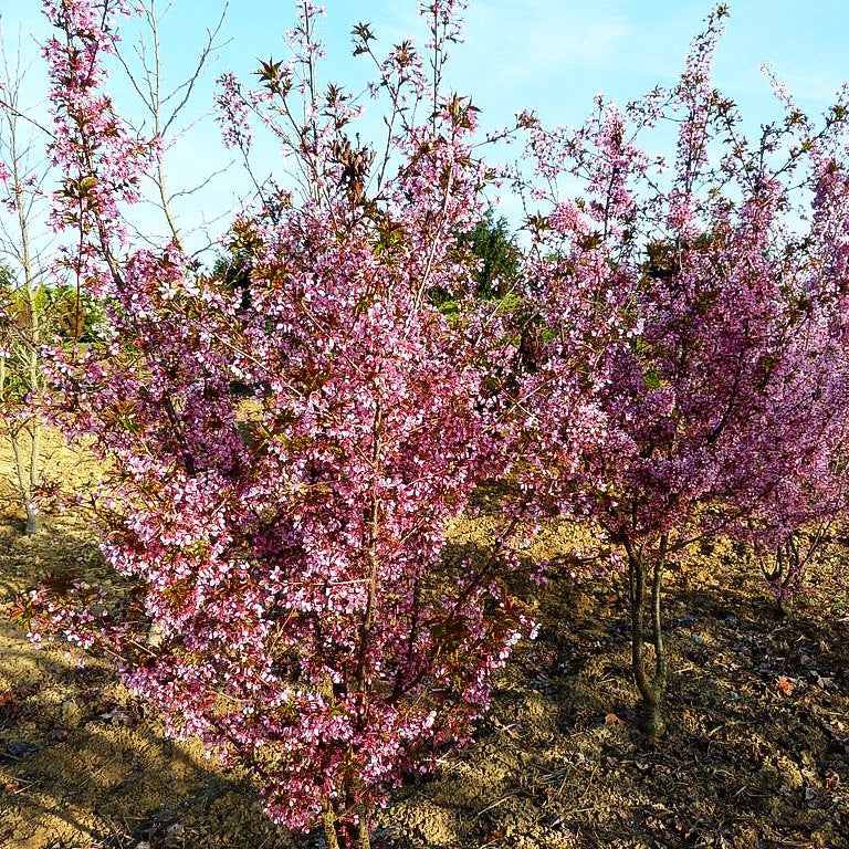 Kurilen-Kirsche 'Ruby' (Prunus kurilensis)