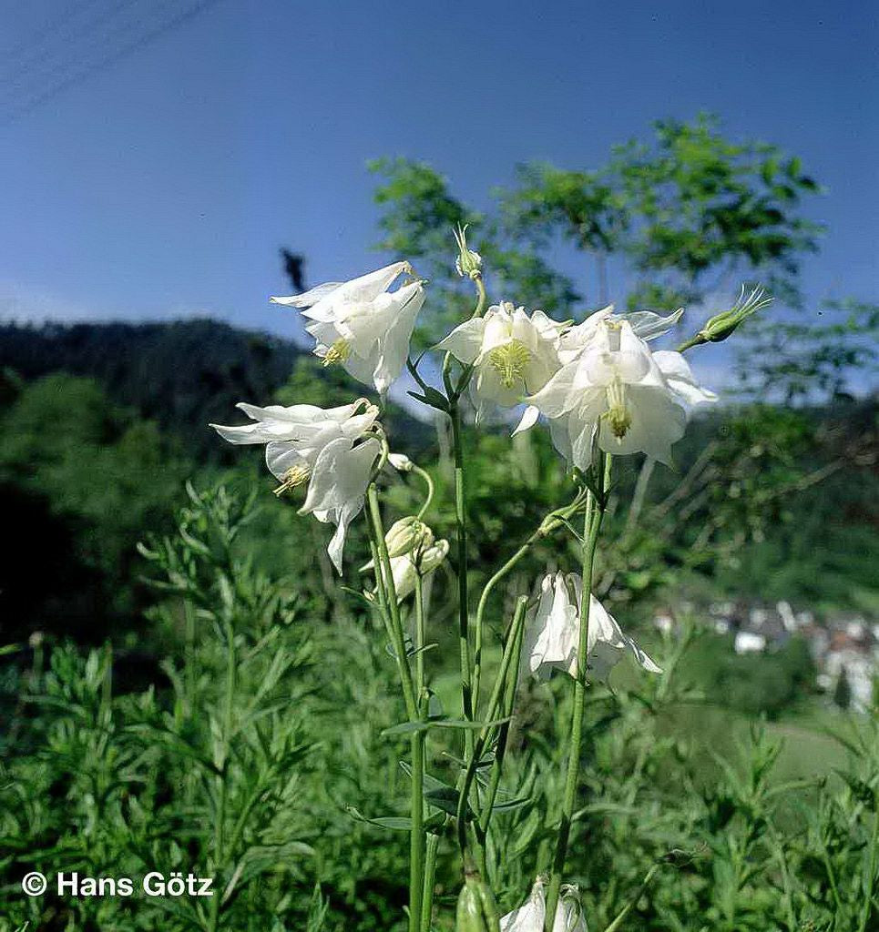 Kurzspornige Akelei 'Alba' (Aquilegia vulgaris)