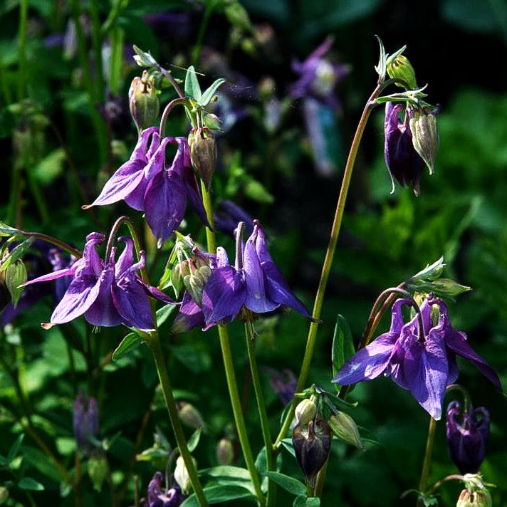 Kurzspornige Akelei (Aquilegia vulgaris)