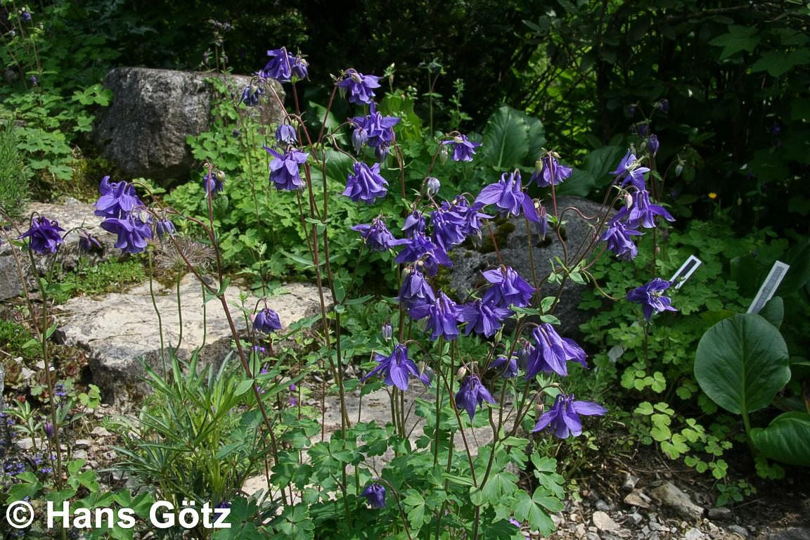 Kurzspornige Akelei (Aquilegia vulgaris)