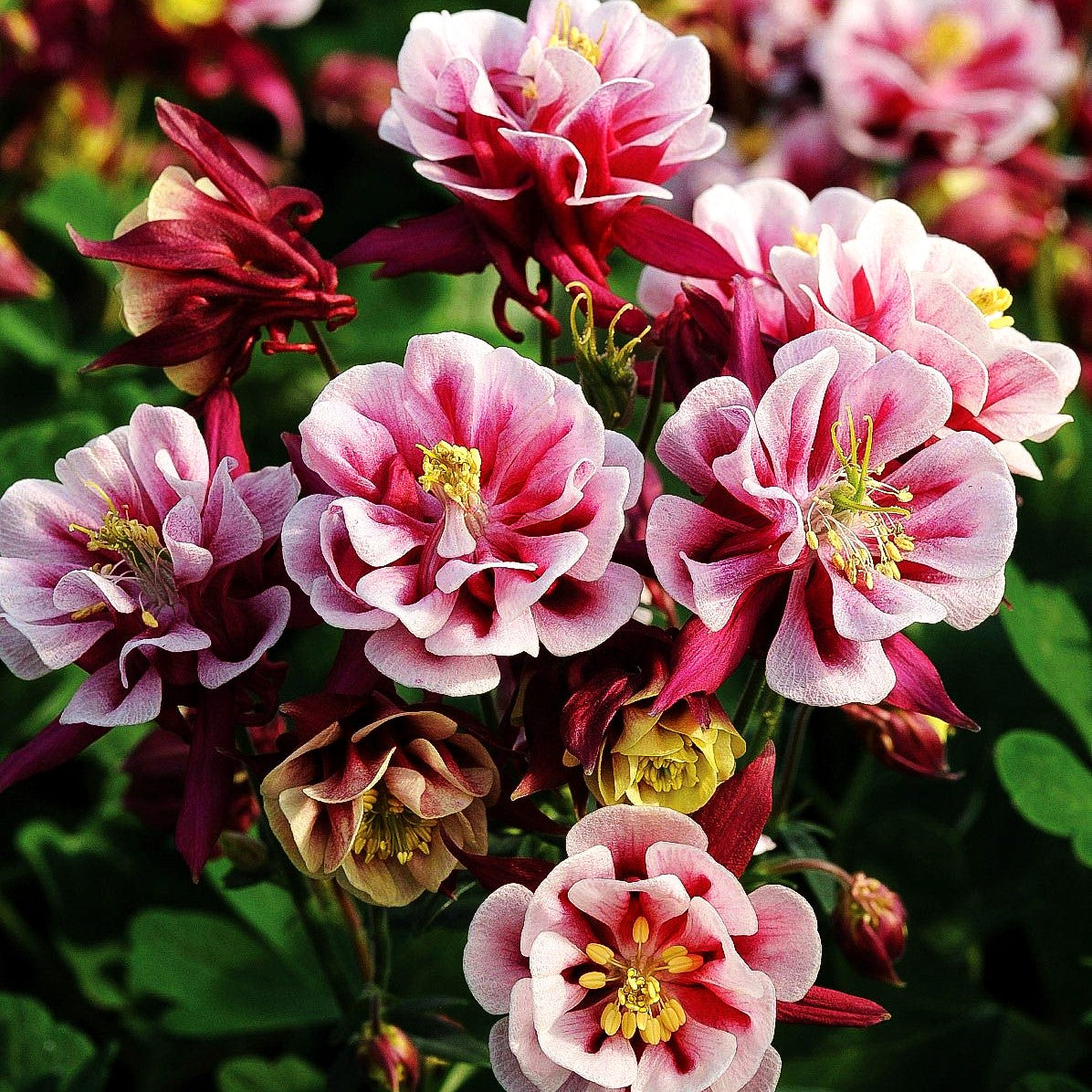 Kurzspornige Akelei 'Winky Rot-Weiß' (Aquilegia vulg., gefüllt)