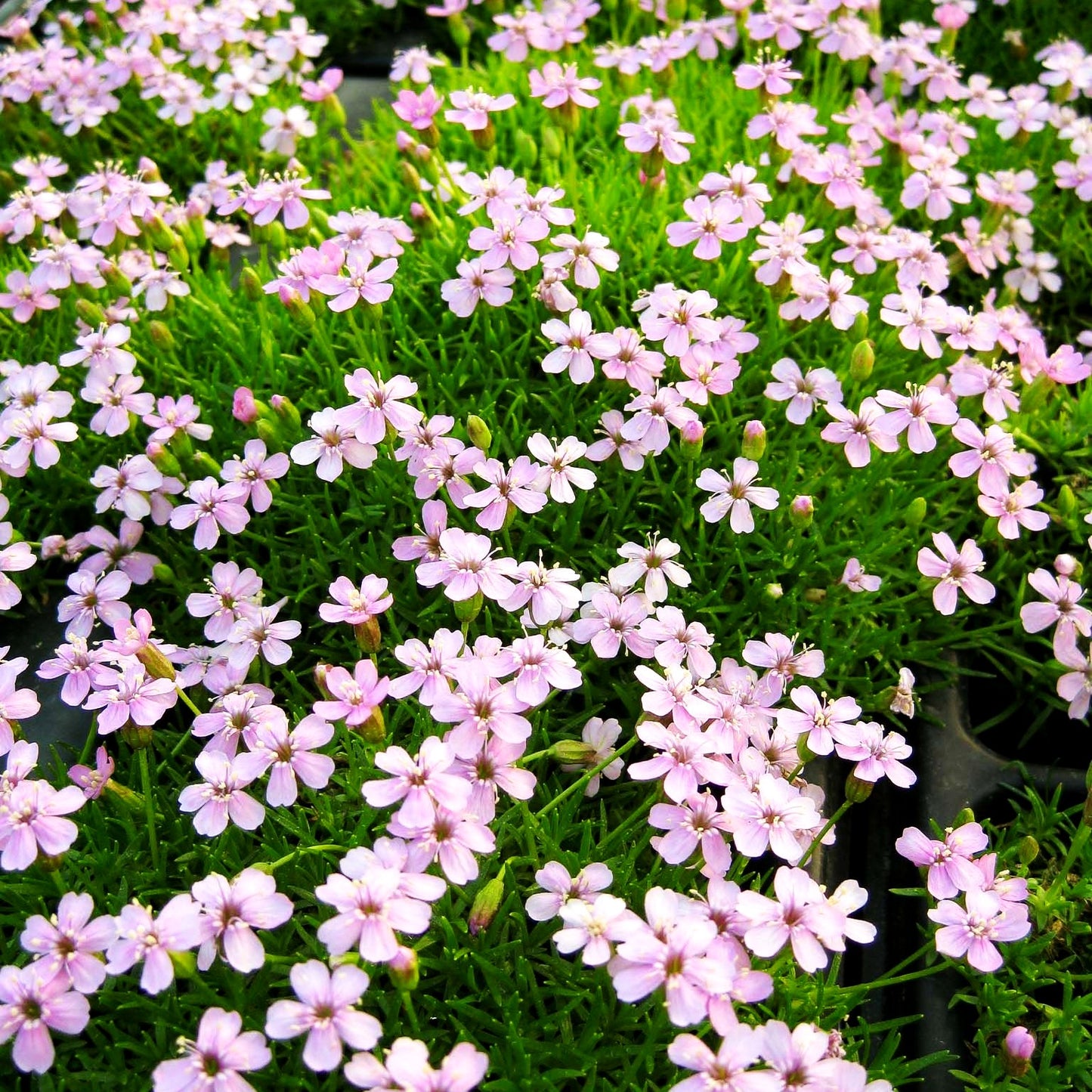Kurzstängeliges Leimkraut 'Floribunda' (Silene acaulis)