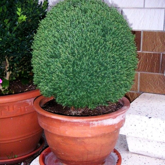 Kuschel-Lebensbaum 'Teddy' (Thuja occidentalis)