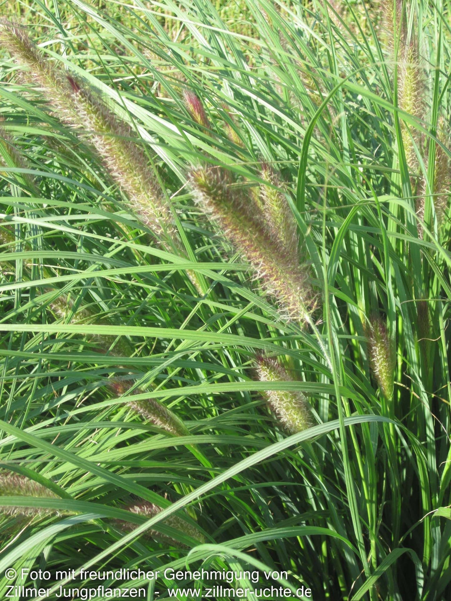 Lampenputzergras 'Cassian' (Pennisetum alopecuroides)