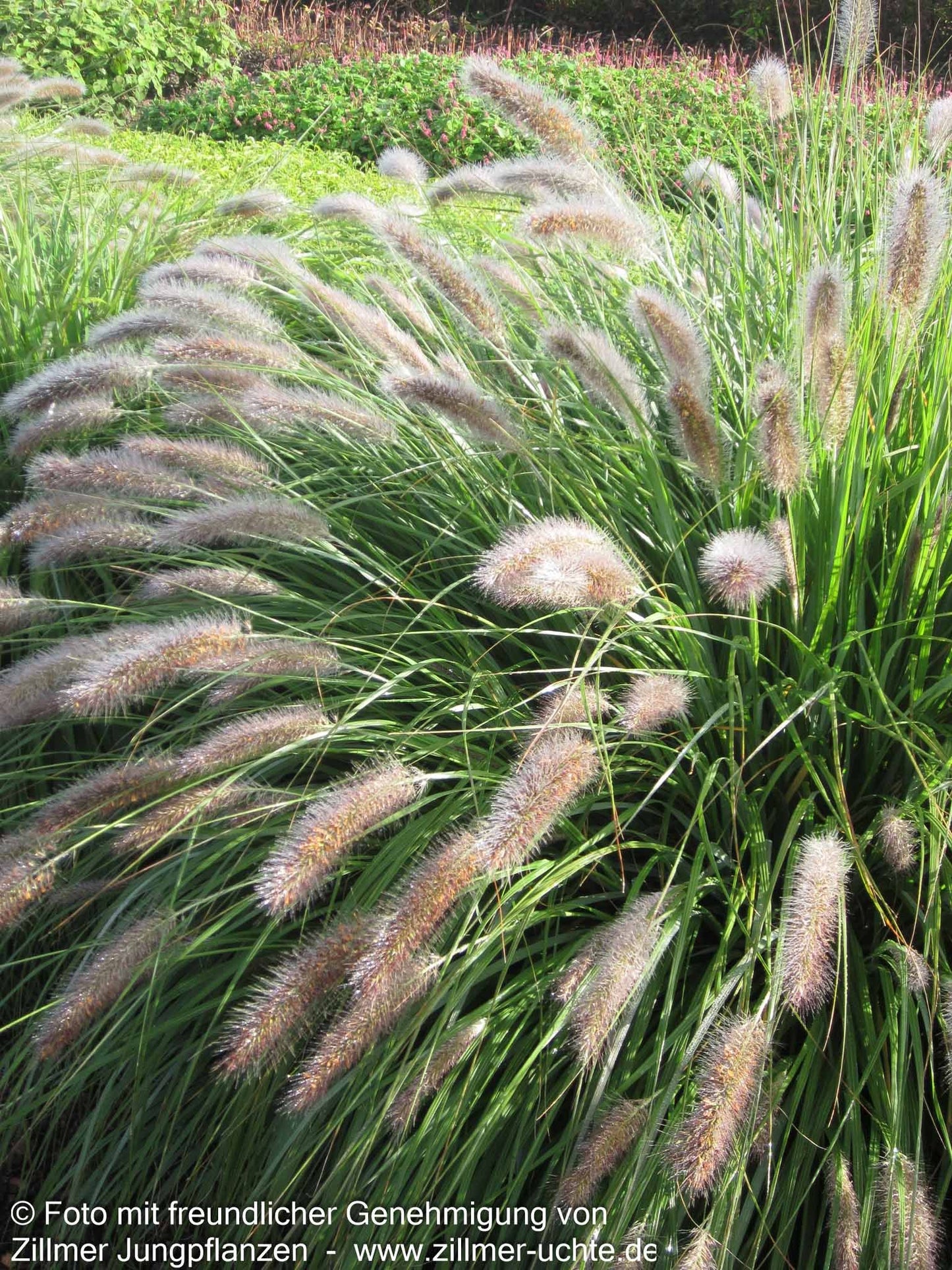 Lampenputzergras 'Cassian' (Pennisetum alopecuroides)